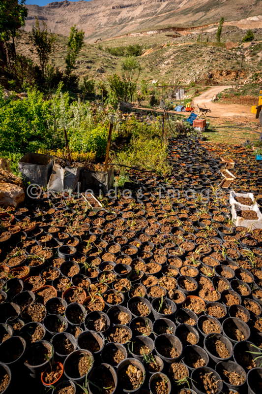 Al Arz;Iris;Iris Cedreti;Kaleidos;Kaleidos images;Lebanon;Middle East;Near East;Proche Orient;Tarek Charara;Flowers;Endemic;Endangered species;Endemic species;Critically endangered;Critically endangered species
